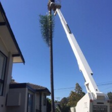 Professional Tree Removal Services Sydney wide