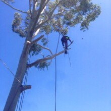Quick Tree Removal Services Sydney