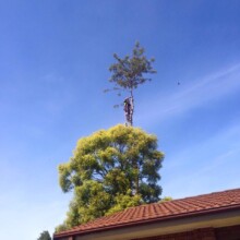 Affordable Tree Removal Services Sydney wide