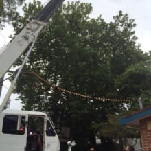 Affordable Tree Removal Services Sydney outback