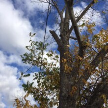 Sydney Tree Felling Services