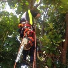 Affordable Tree Removal Services Sydney