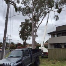 Cheapest Sydney Tree Removal Services