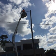 Best Sydney Tree Removal Services