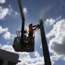 Affordable Sydney Tree Removal Services