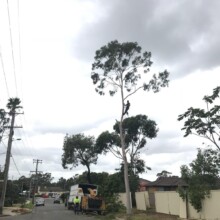 Sydney Tree Removal Services Affordable Sydney