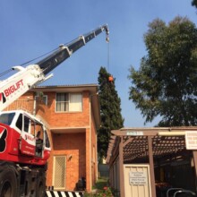 Tree Removal Services Affordable Sydney