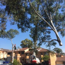 Tree Removal Services Professional