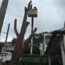 Cheap Tree Removal Services