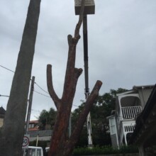 Best Tree Removal Services