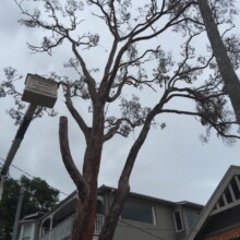 Tree Removal Services