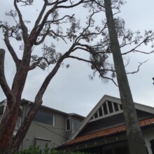 Tree Removal Services