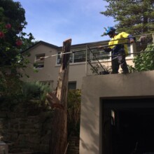 Emergency Tree Services Sydney