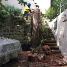 Best Emergency Tree Services Sydney