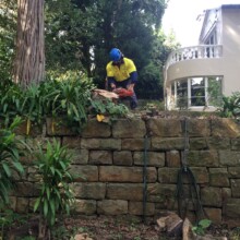 Cheap Stump Grinding Services Sydney