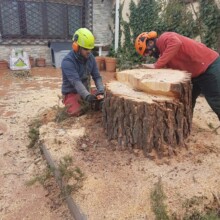 Best Stump Grinding Services Sydney
