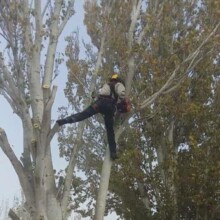 Professional Tree Trimming & Pruning Services