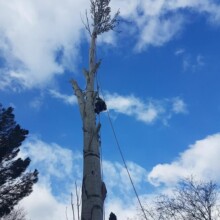Cheap Tree Trimming & Pruning Services