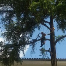 Best Tree Trimming & Pruning Services