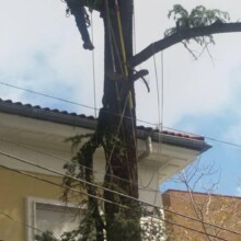 Tree Pruning Services