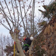Tree Trimming Services