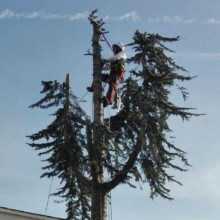 Tree Removal Services