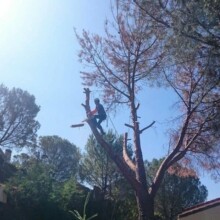 Tree Trimming & Pruning Services