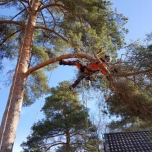 Tree removal Services