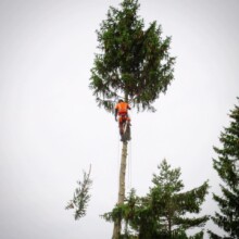 Tree Trimming & Pruning Services
