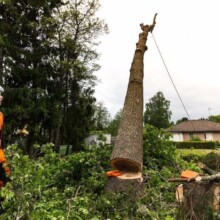 Tree Trimming & Pruning Services