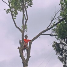 Tree Trimming & Pruning Services
