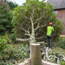 Sydney Tree Felling outback Sydney wide